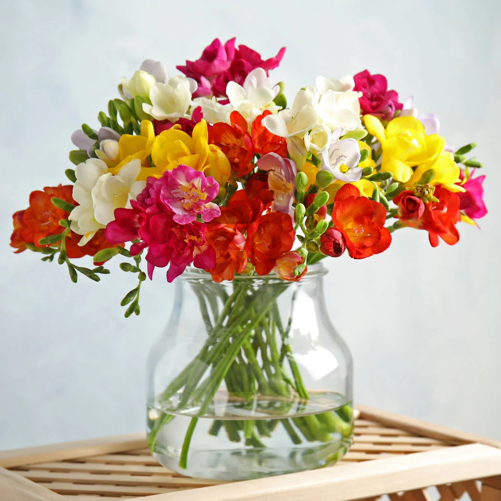 Colorful Mixed Freesia Flowers and Planting Tool - Image 3