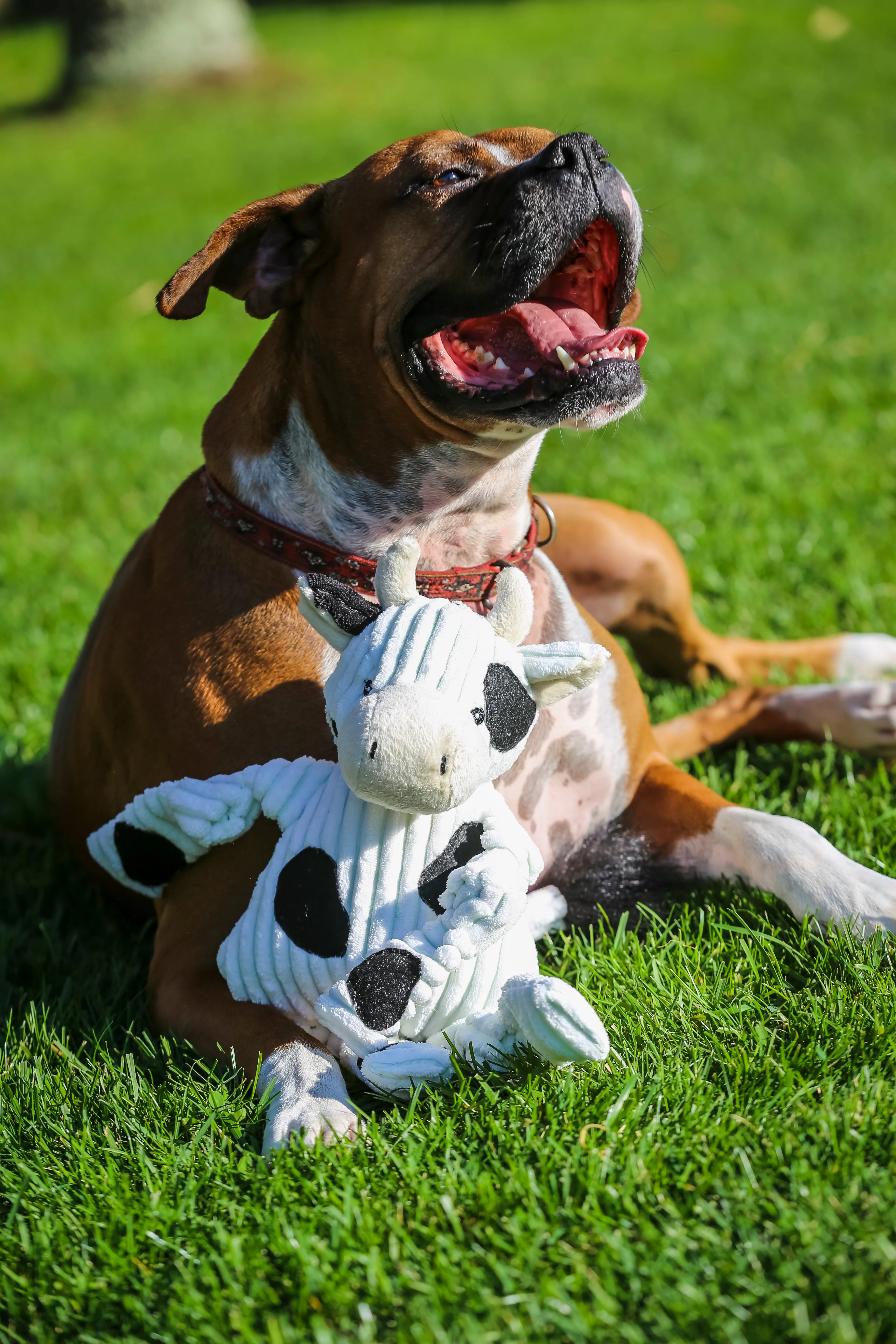 Dottie Cow Knottie® Plush Dog Toy - Image 7