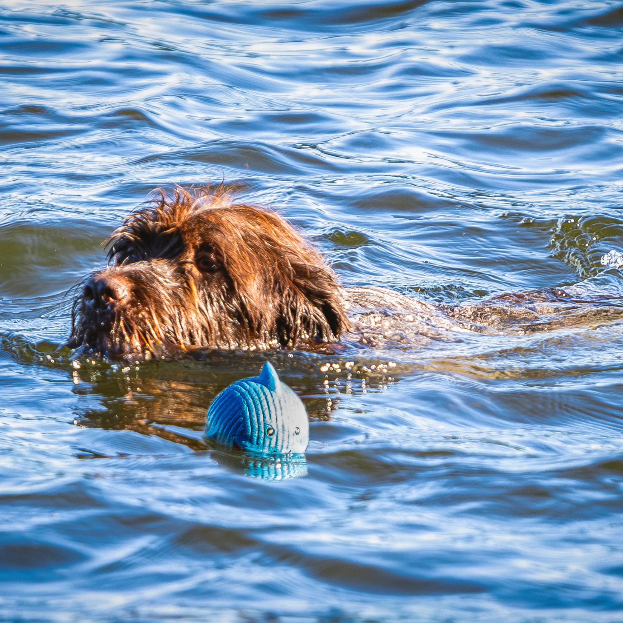 Finn the Shark Ruff-Tex® Latex Ball Dog Toy, Large - Image 5
