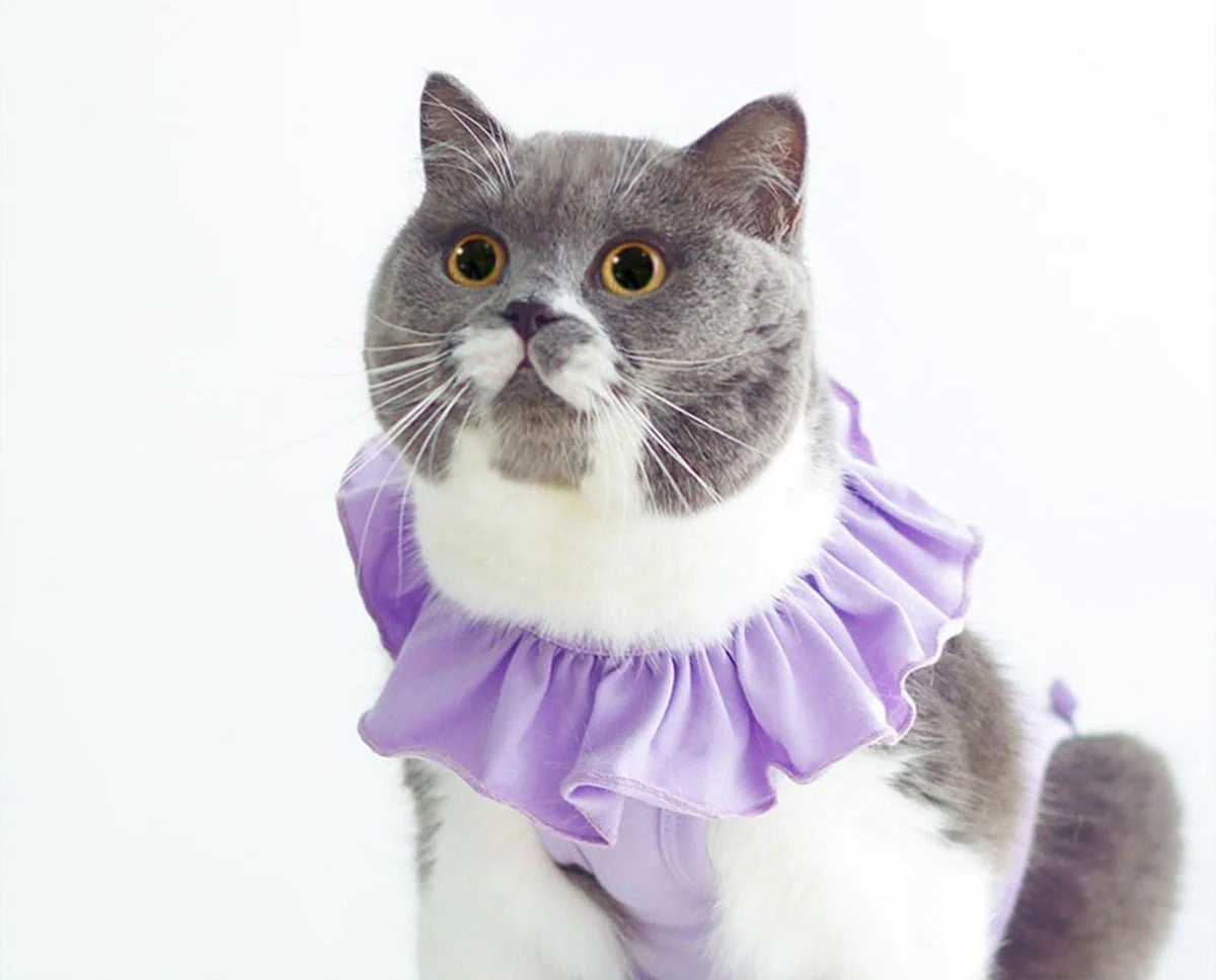 Meoof Breathable Cat Recovery Suit with Ruffle Collar - Image 14