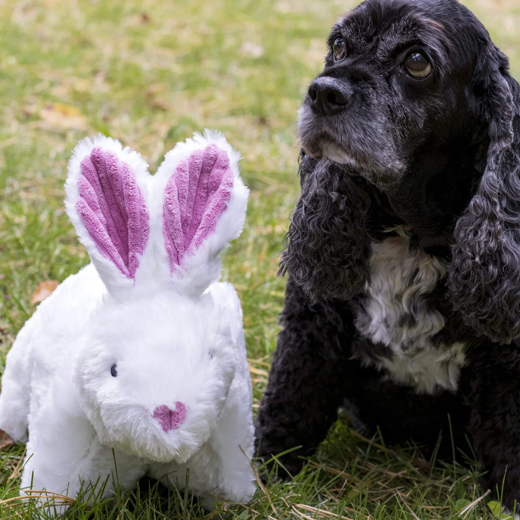 Squooshie™ Bunny Plush Dog Toy - Image 4