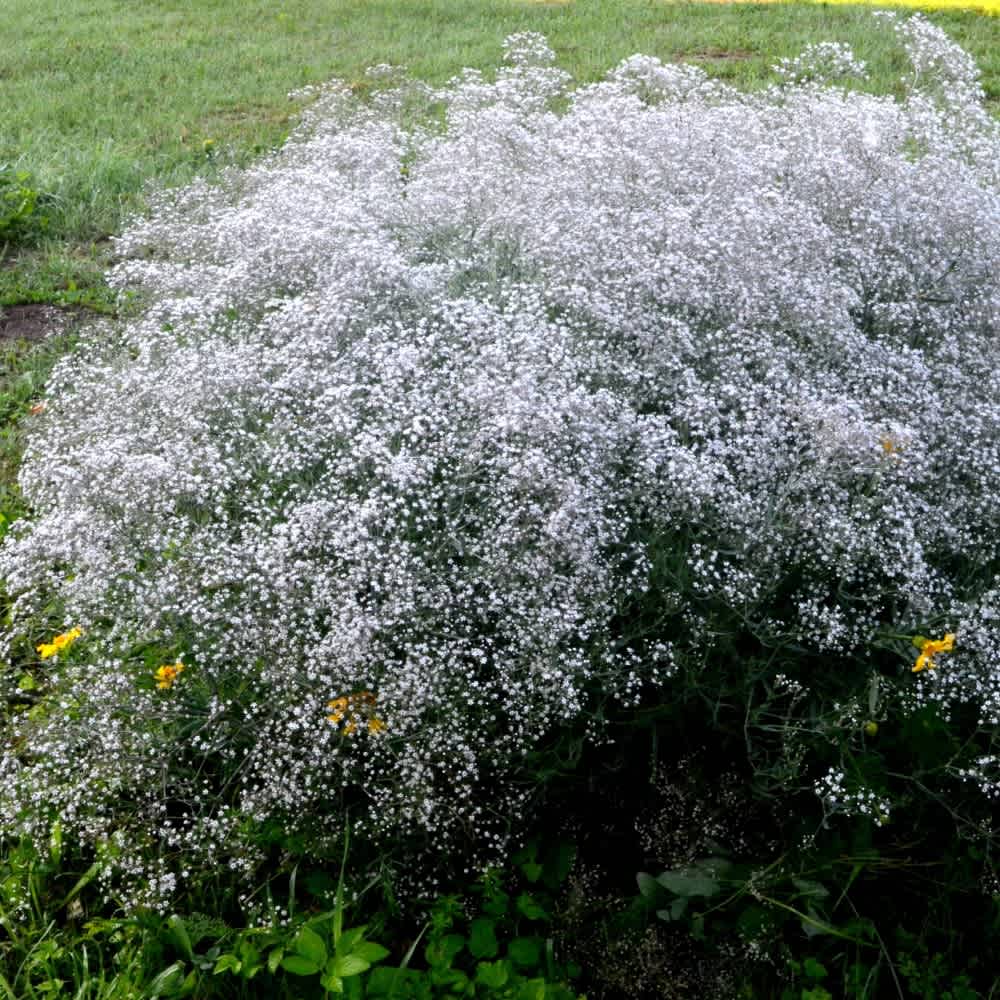 White Gypsophila Baby's Breath Flowers and Planting Tool - Image 3